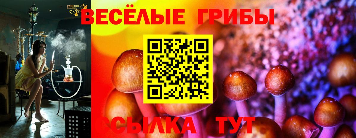 Галлюциногенные грибы Psilocybe Минусинск